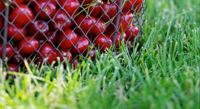 CERISES_IMAGE_UNE