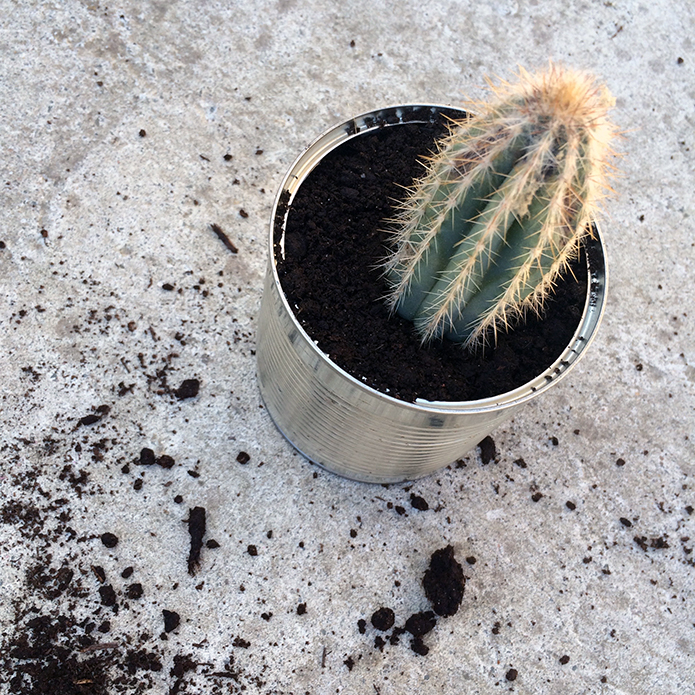 un eptit cactus a trouvé sa place dans une boite de conserve